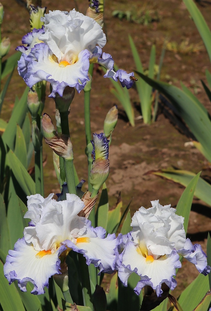 Super Sized Mid America Garden